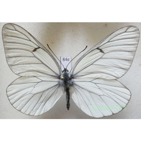 Aporia crataegi (Linnaeus, 1758) male Poland84e